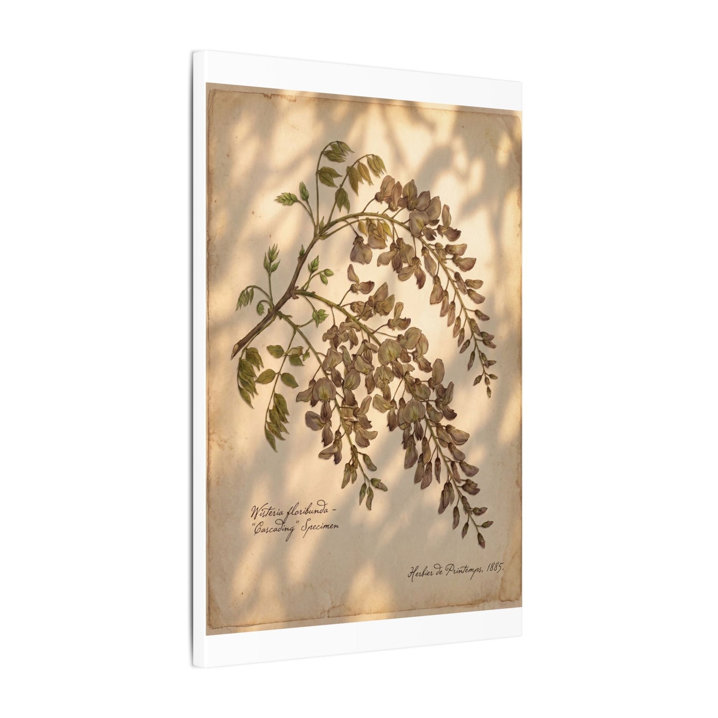 Spring Wisteria Herbarium Canvas Art | Earthy Decor