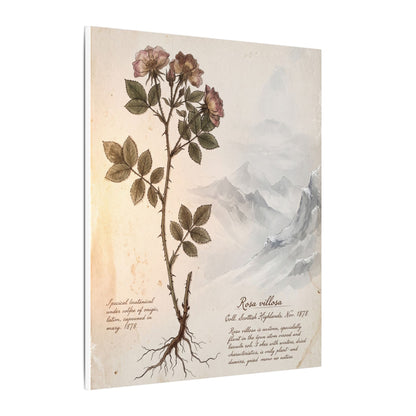 Winter Mountain Mist Herbarium Canvas Art | Earthy Decor
