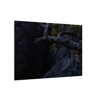 Pine Tree Moody Minimal Canvas Art | Sophisticated Dark Japandi Art
