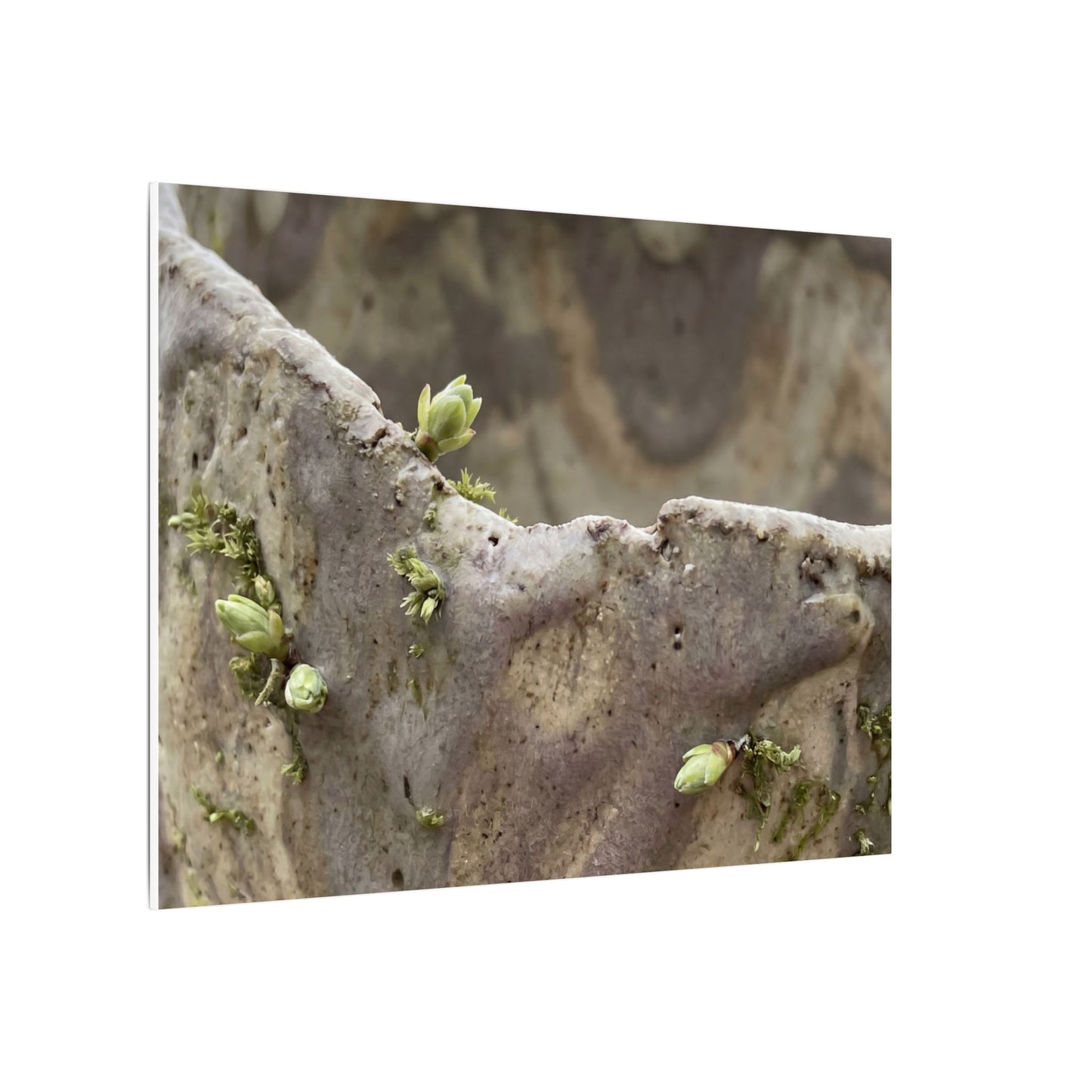Overcast Ceramic Bowl Canvas Art - Japandi Fukinsei