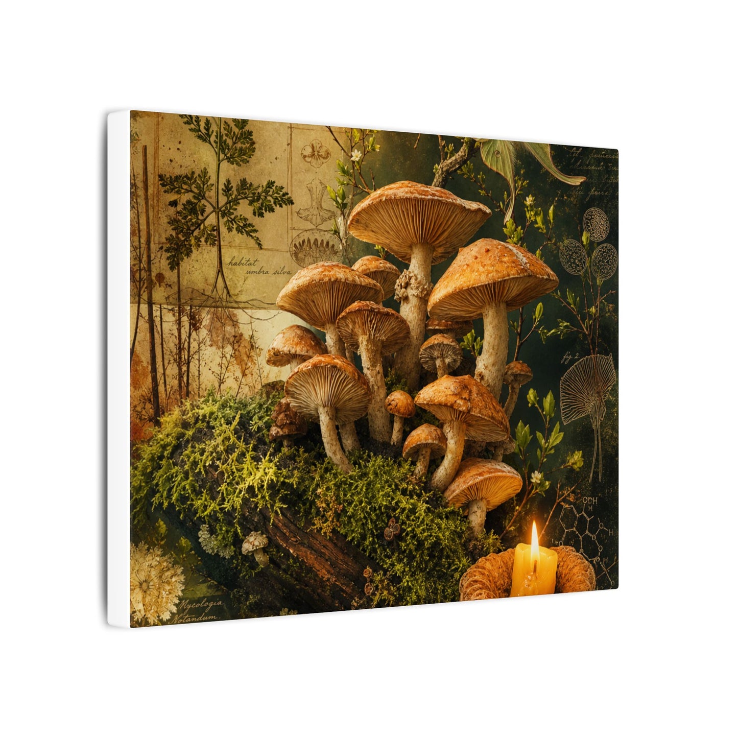 Spring Wild Mushrooms Herbarium Canvas Art | Earthy Decor