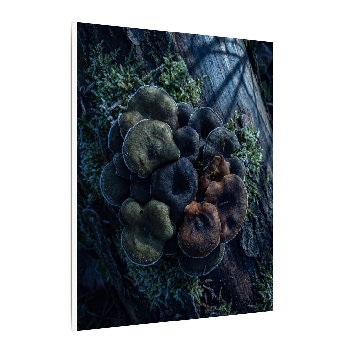 Wild Mushrooms Moody Minimal Canvas Art | Moody Dark Japandi Art