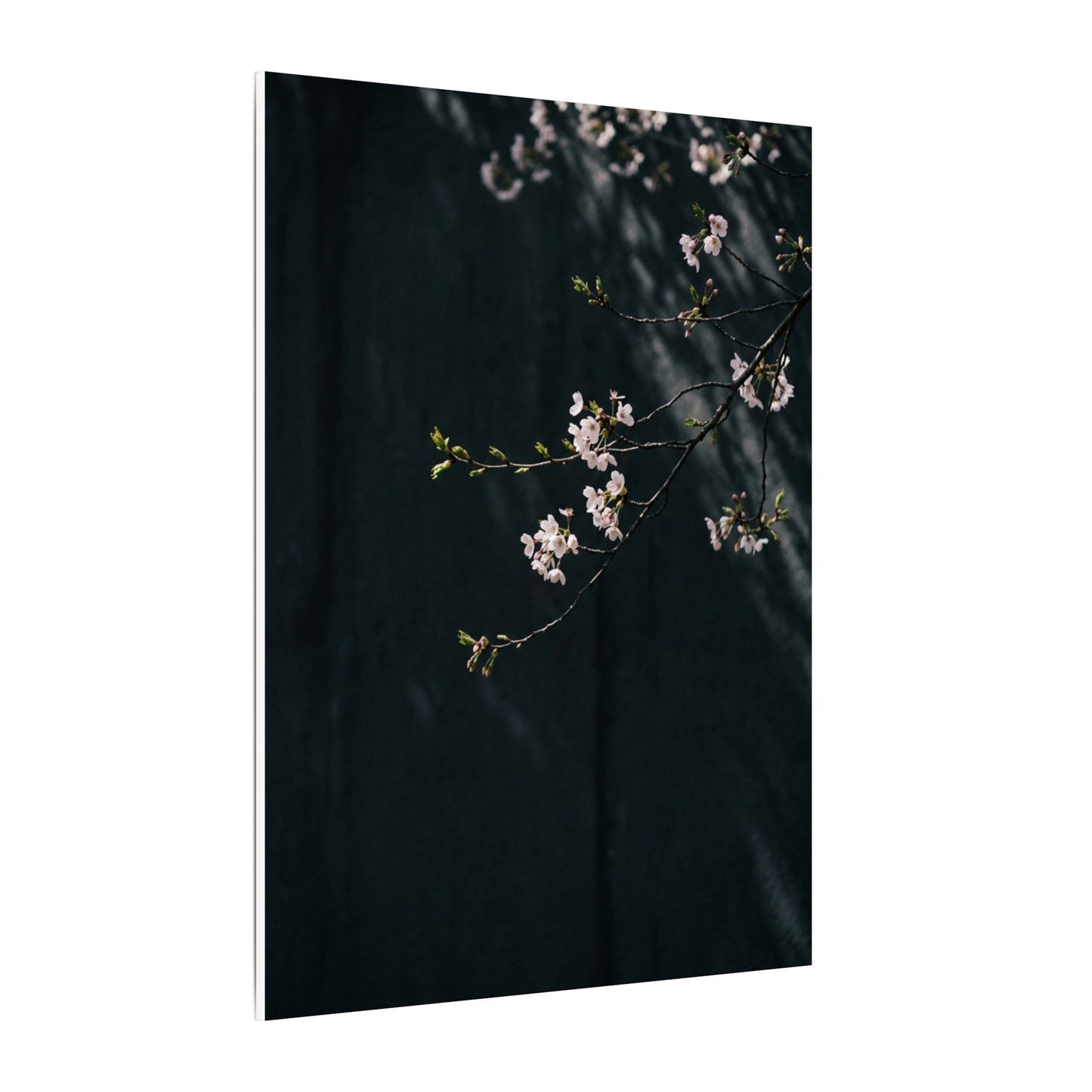 Cherry Blossom Spring Canvas Art | Dark Japandi Sophisticated Design