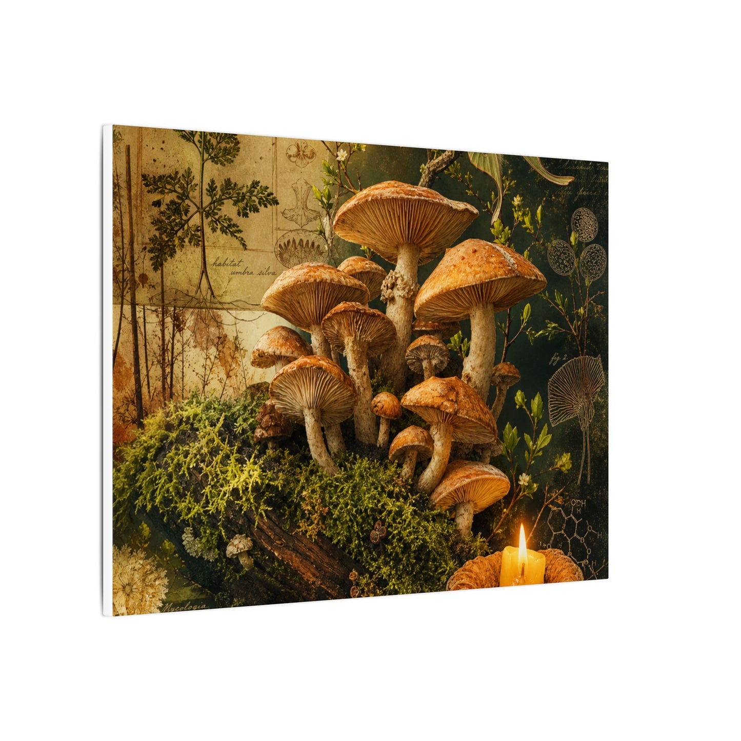 Spring Wild Mushrooms Herbarium Canvas Art | Earthy Decor