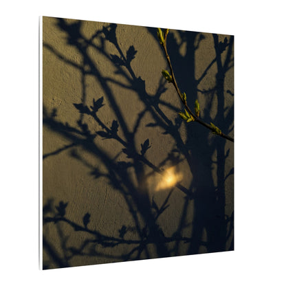 Bold Shadow Play Canvas Art - Moody Minimal Dark Japandi
