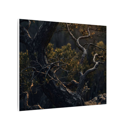 Moody Pine Tree Canvas Art - Moody Minimal Dark Japandi