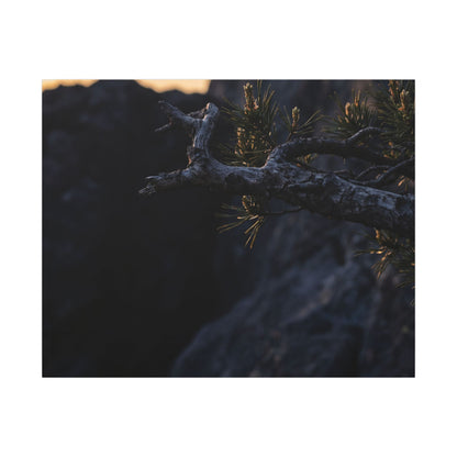Pine Tree Moody Minimal Canvas Art | Sophisticated Dark Japandi Art