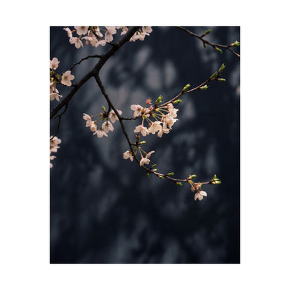 Dappled Cherry Blossom Wall Art Print - Dark Japandi Ma
