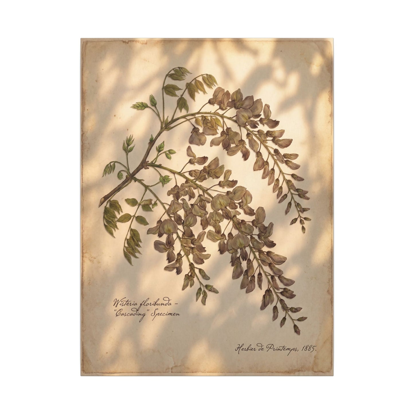 Spring Wisteria Herbarium Canvas Art | Earthy Decor