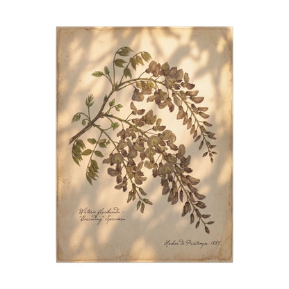 Spring Wisteria Herbarium Canvas Art | Earthy Decor
