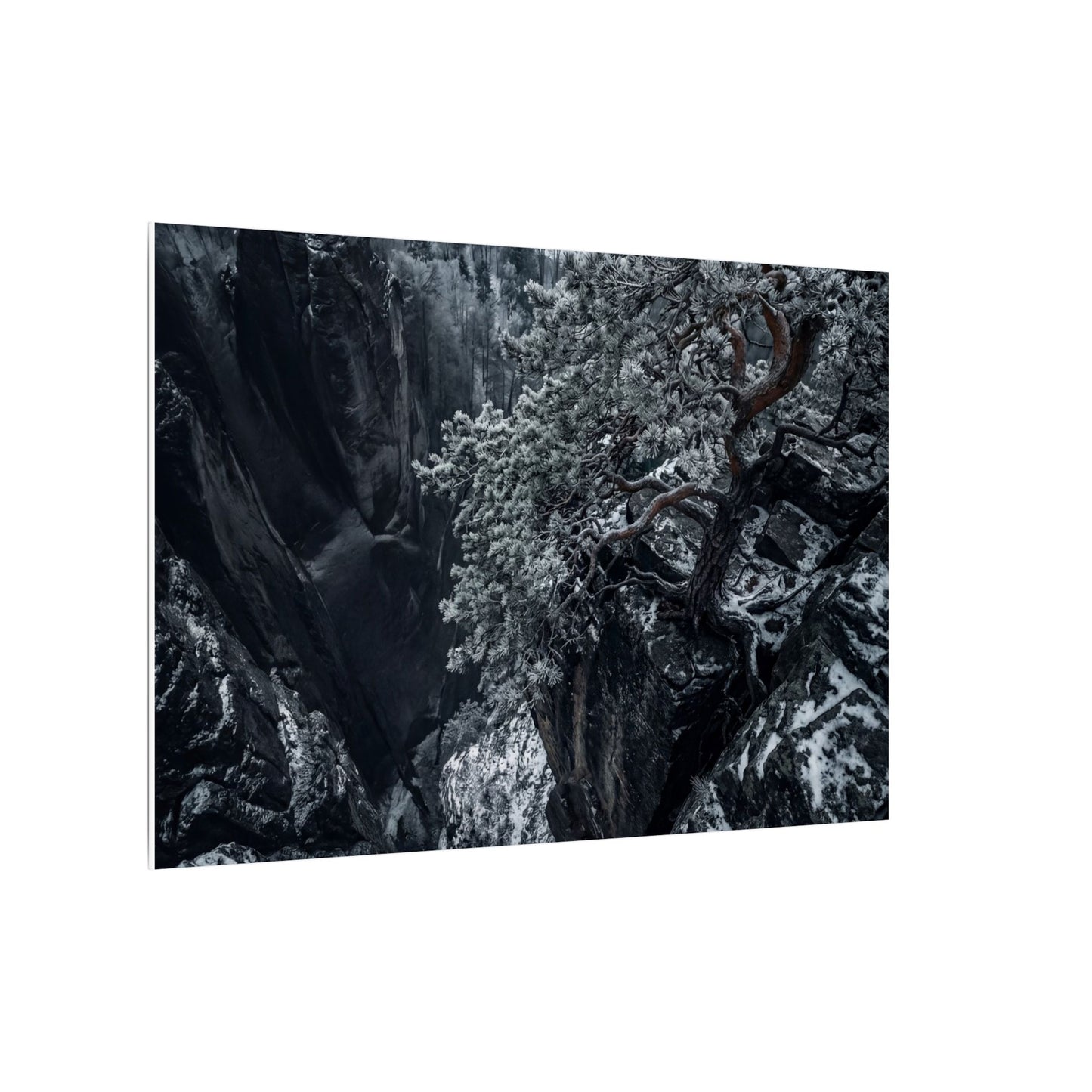 Dark Japandi Pine Tree in Dappled | Dark Texture Canvas Art