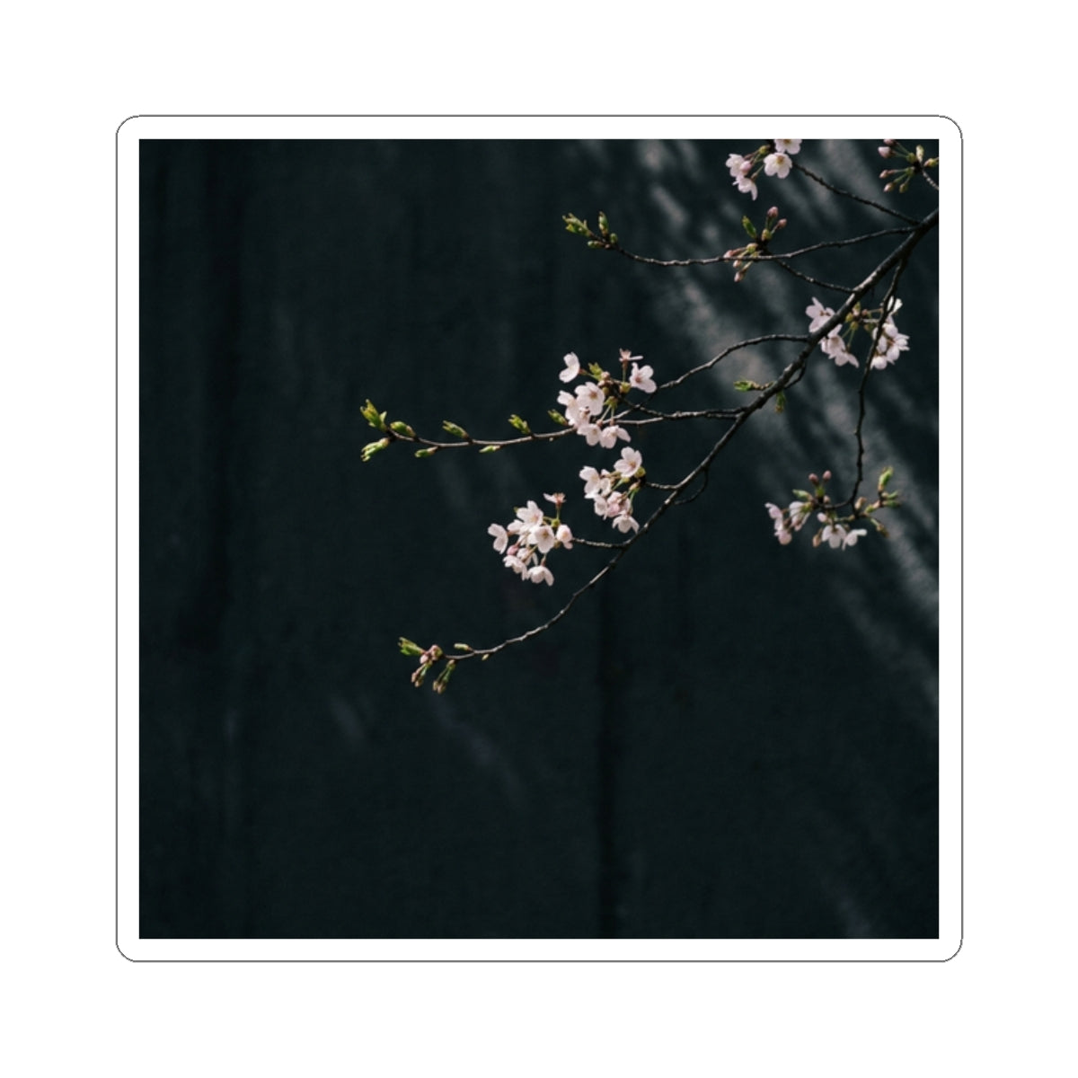 Cherry Blossom Moody Minimal Sticker | Bold Dark Japandi Art Art Print