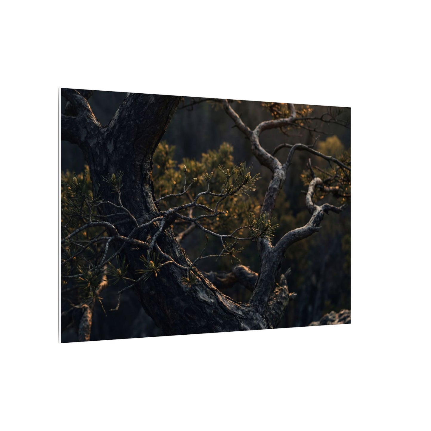 Moody Pine Tree Canvas Art - Moody Minimal Dark Japandi