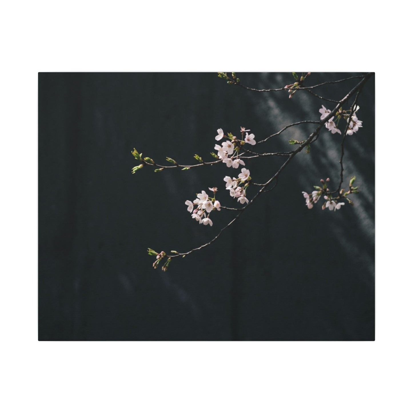 Cherry Blossom Spring Canvas Art | Dark Japandi Sophisticated Design Art Print