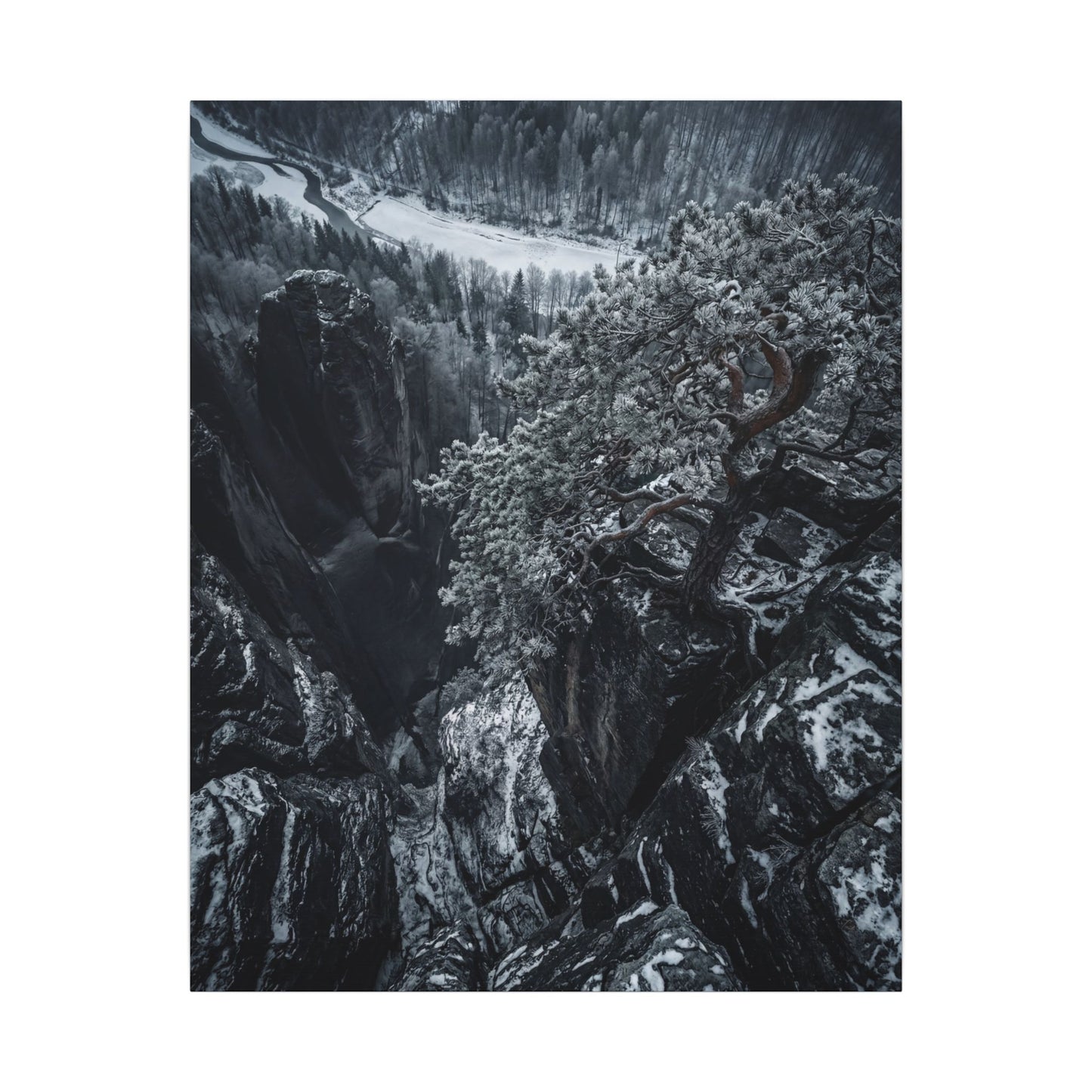 Dark Japandi Pine Tree in Dappled | Dark Texture Canvas Art