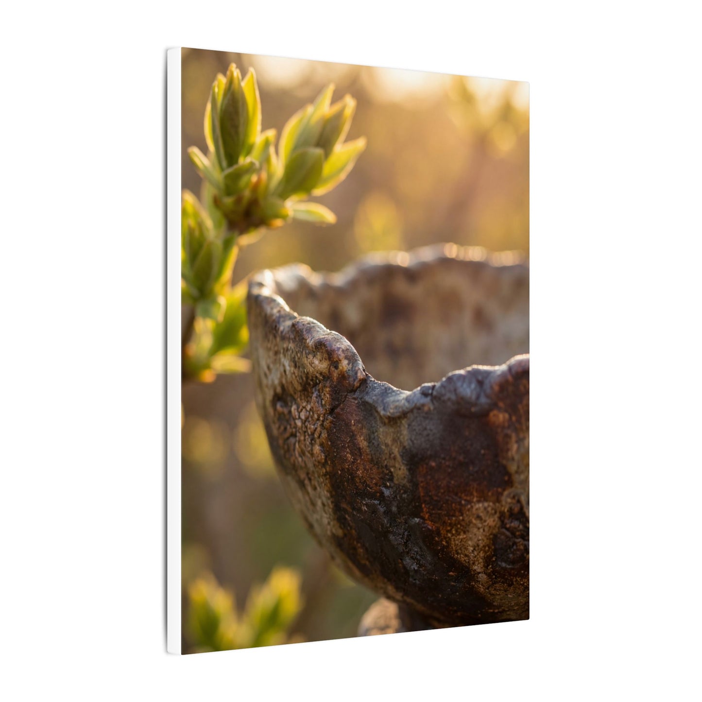 Golden Hour Ceramic Bowl Canvas Art - Dark Japandi Ma