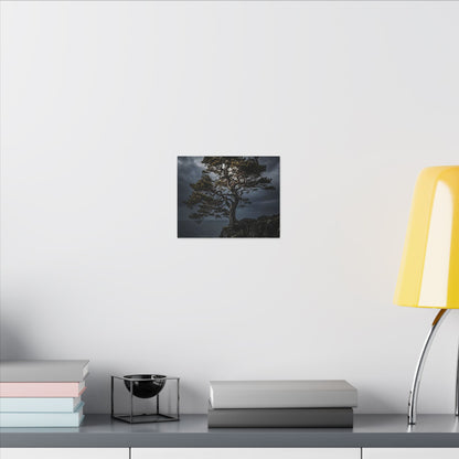Dappled Pine Tree Canvas Art - Dark Japandi Fukinsei