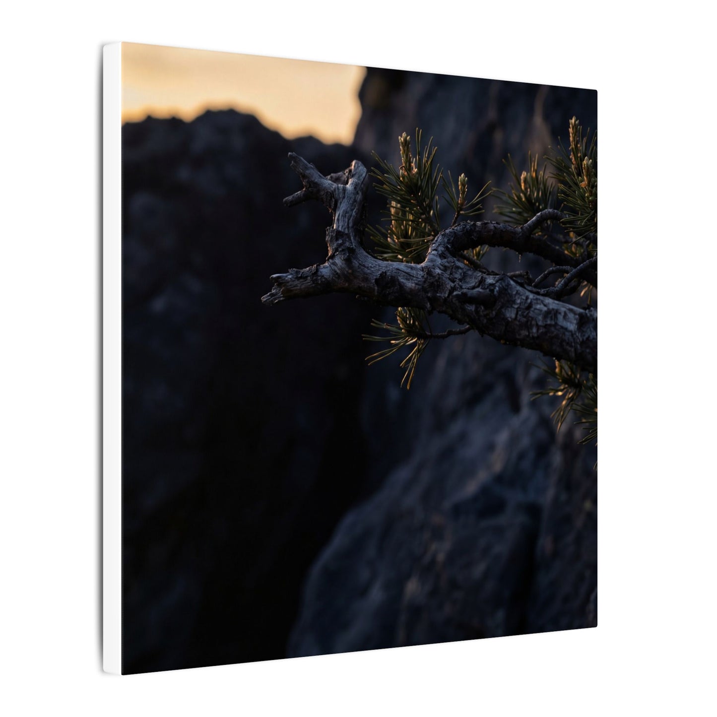 Pine Tree Moody Minimal Canvas Art | Sophisticated Dark Japandi Art