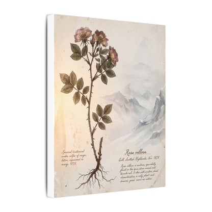 Winter Mountain Mist Herbarium Canvas Art | Earthy Decor