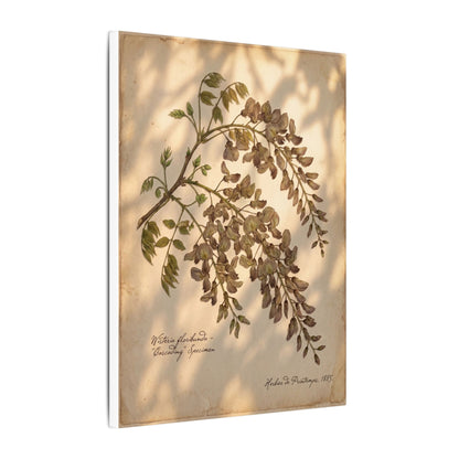 Spring Wisteria Herbarium Canvas Art | Earthy Decor