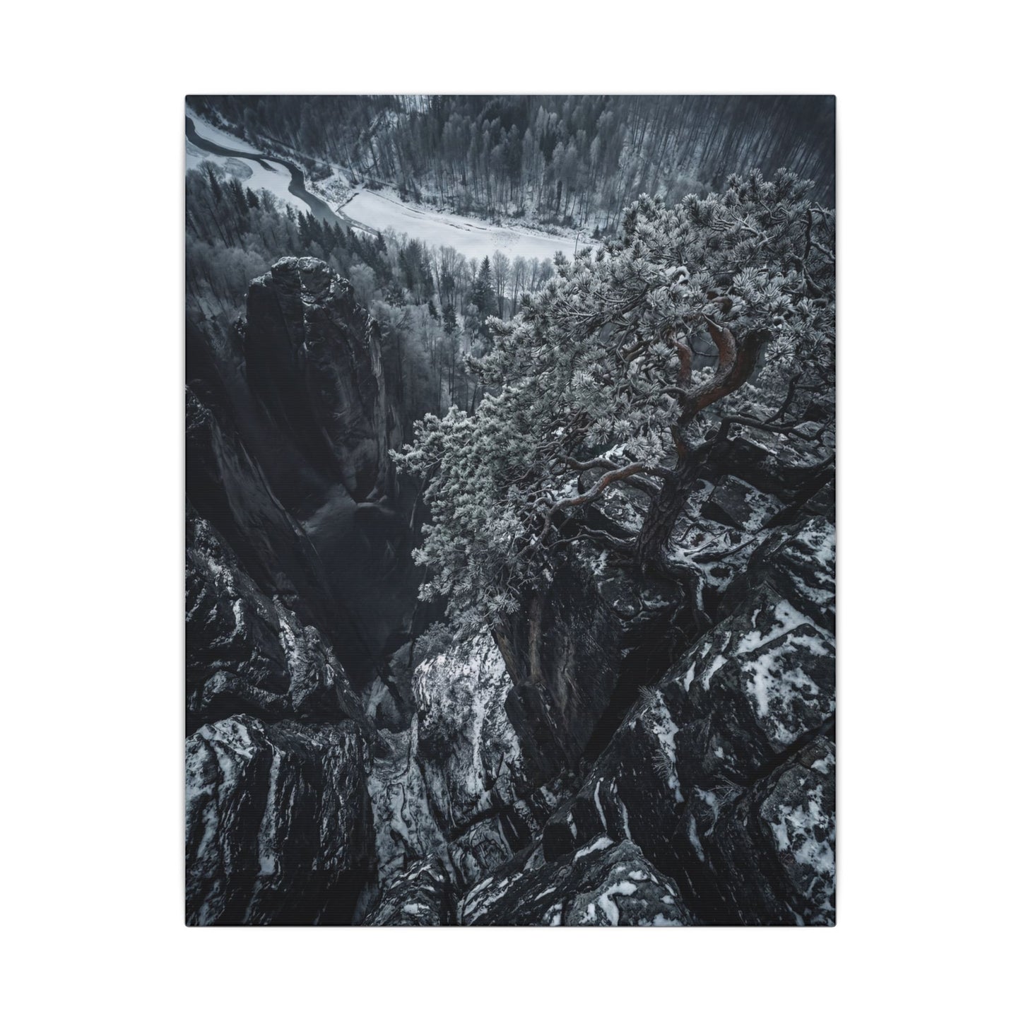 Dark Japandi Pine Tree in Dappled | Dark Texture Canvas Art Art Print