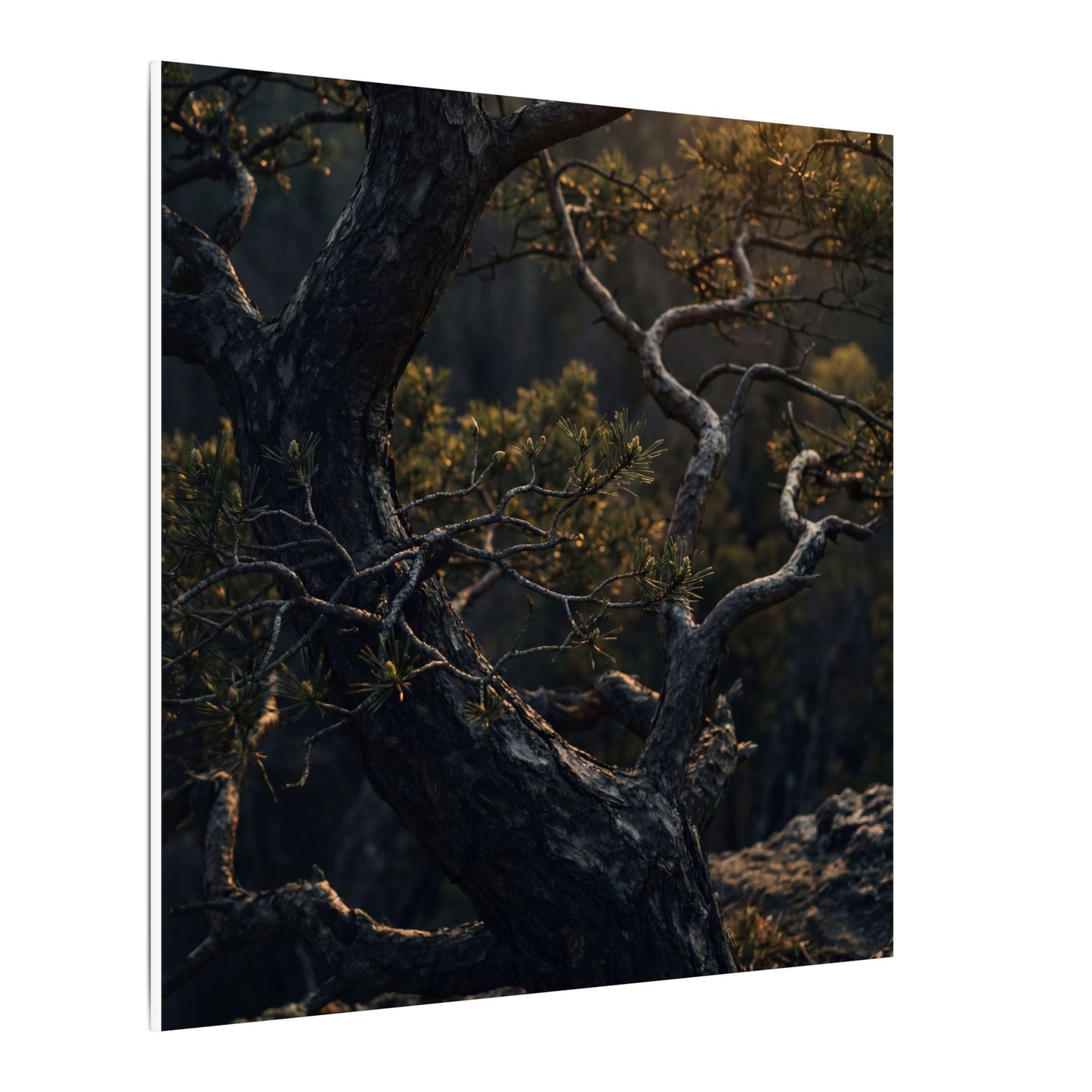 Moody Pine Tree Canvas Art - Moody Minimal Dark Japandi