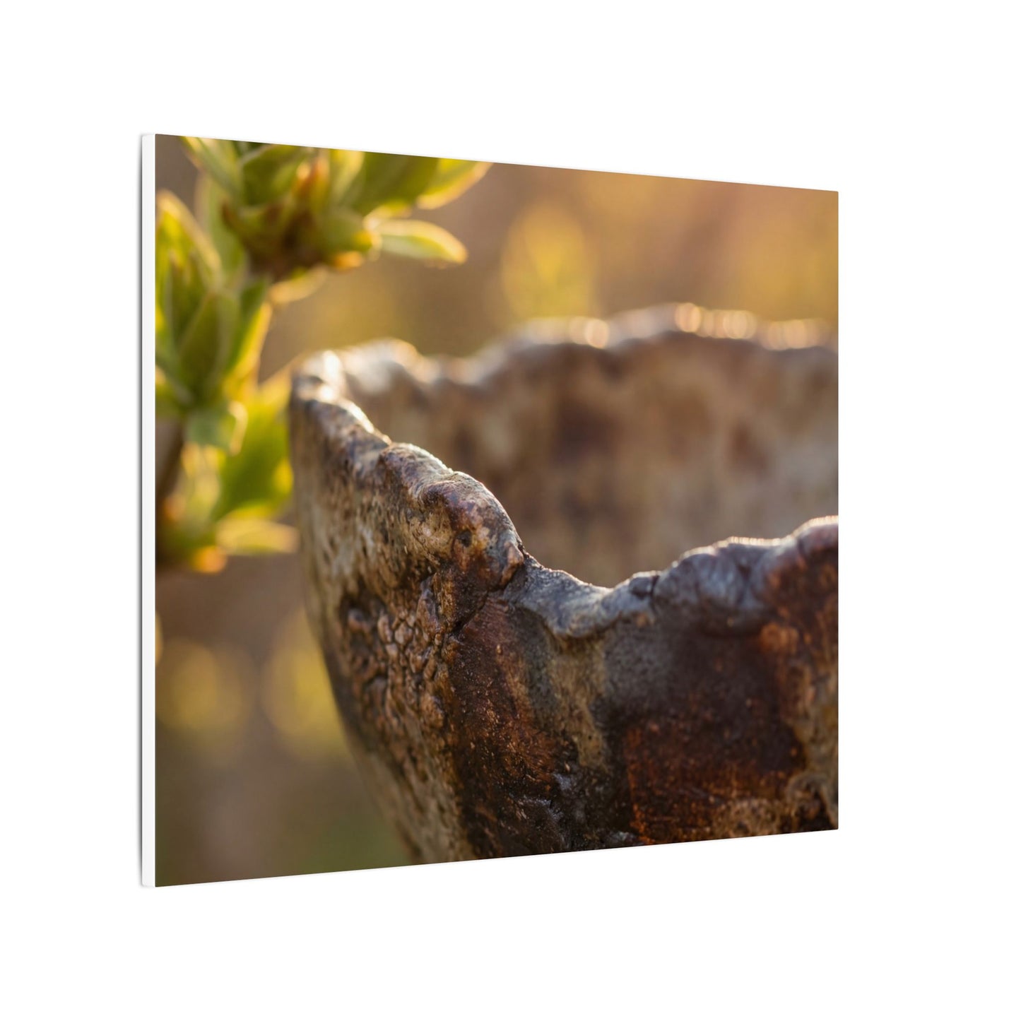 Golden Hour Ceramic Bowl Canvas Art - Dark Japandi Ma