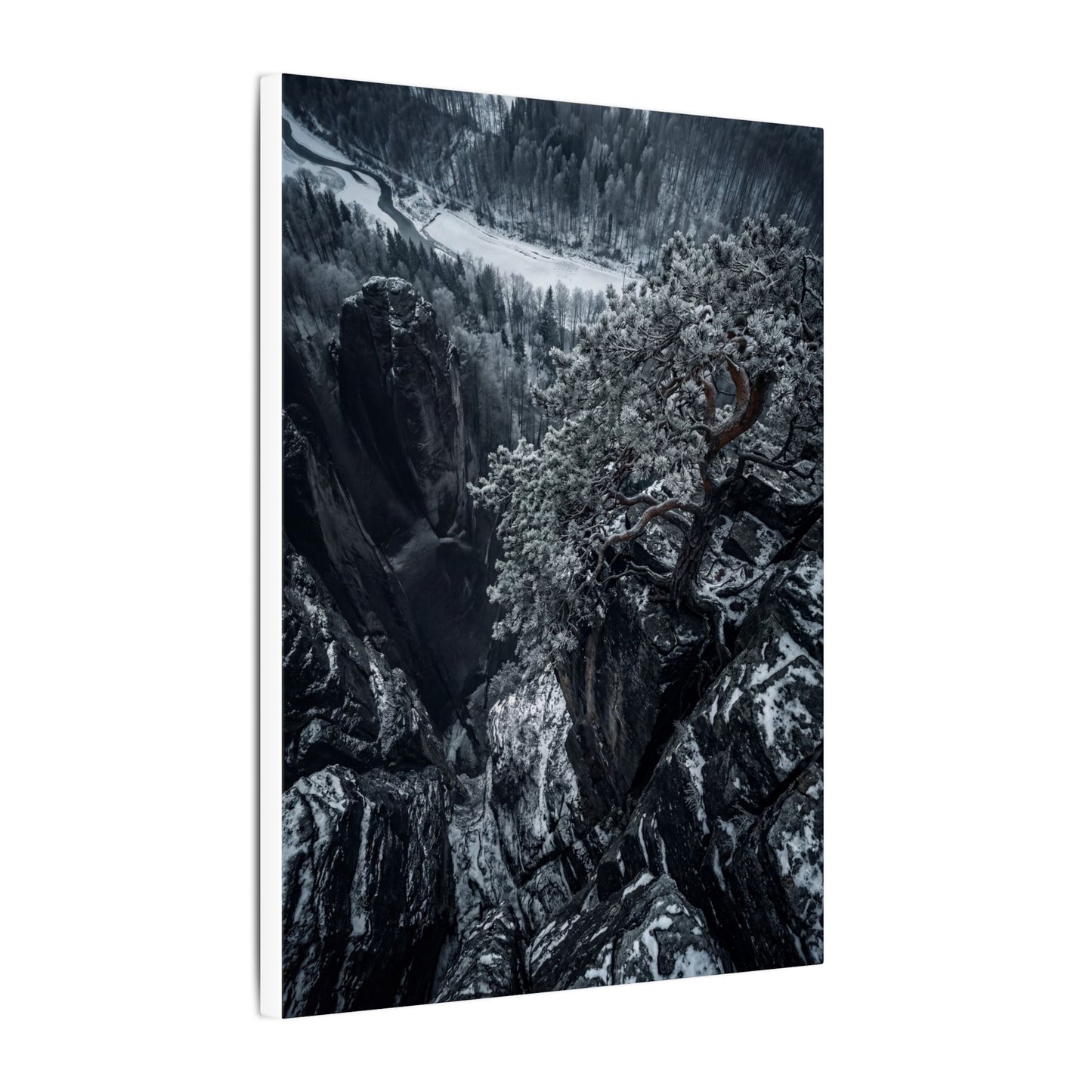 Dark Japandi Pine Tree in Dappled | Dark Texture Canvas Art